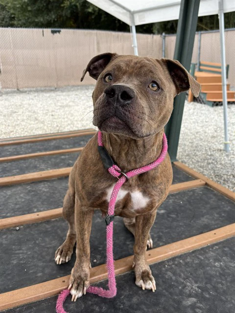 Nala
