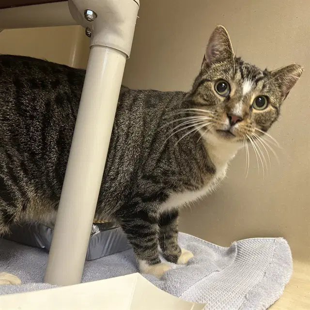 Sir - Domestic Short Hair