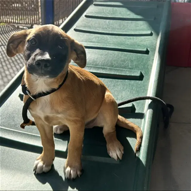 Wanda - Labrador Retriever