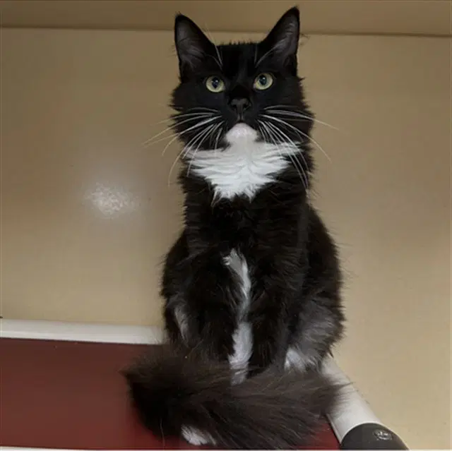 Sylvester - Domestic Medium Hair