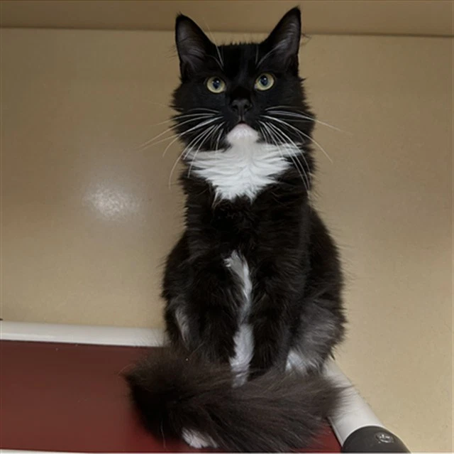 Sylvester