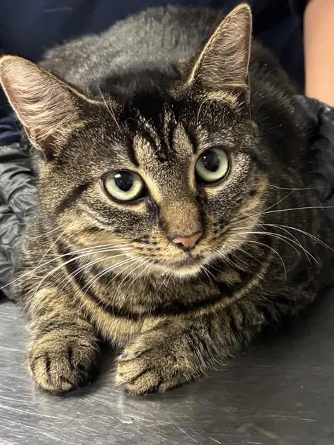 Clawdia - Domestic Short Hair