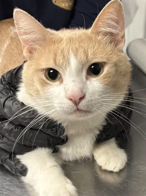 Bubby - Domestic Short Hair