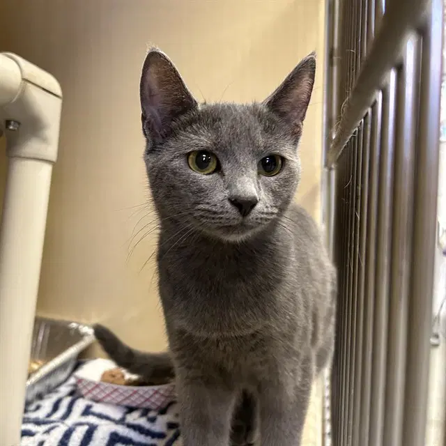 Cloud - Domestic Short Hair