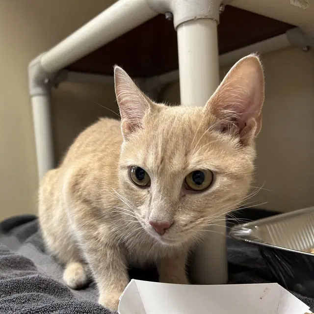 Weathers - Domestic Short Hair