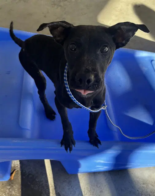 Lucia - Labrador Retriever