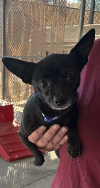 Elm - Chihuahua