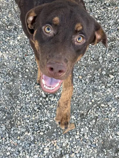 Nugget - Labrador Retriever