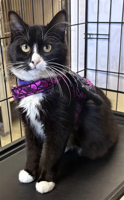 Ditto - Domestic Medium Hair