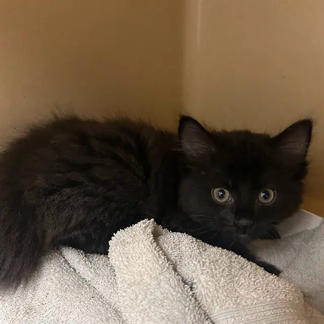 Milkyway - Domestic Long Hair