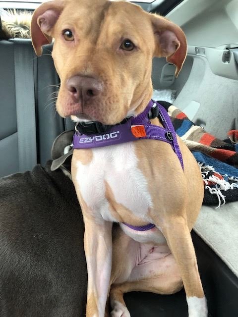 adoptable Dog in Chester, NJ named Penny CP