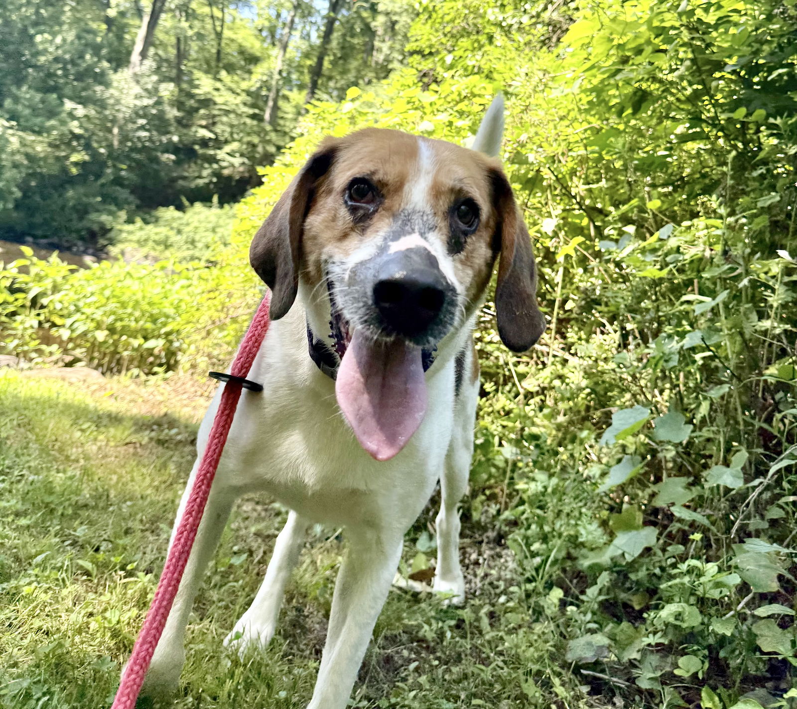 adoptable Dog in Chester, NJ named Duke