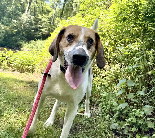 DUKE - Treeing Walker Coonhound available for adoption