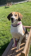 Duke - Photo 1