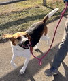 Duke - Photo 3