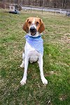 adoptable Dog in chester, NJ named Duke