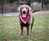 adoptable Dog in chester, NJ named Baloo