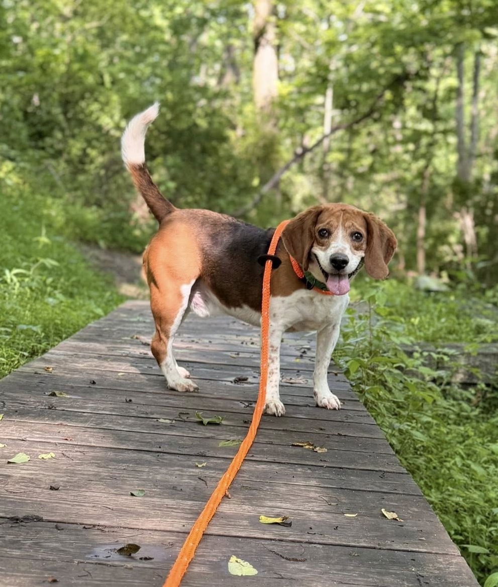 adoptable Dog in Chester, NJ named Cooper