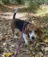 Cooper - Photo 1