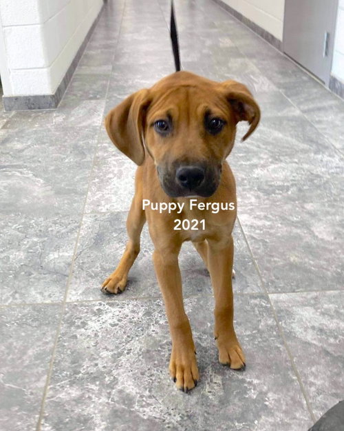 Fergus photo 3