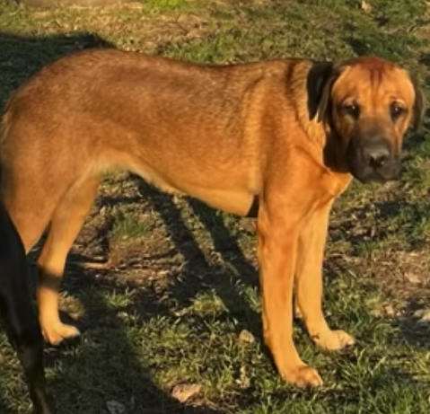 adoptable Dog in Chester, NJ named Juliana