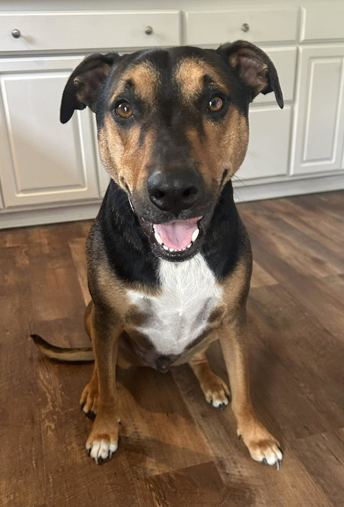 picture of the dog needing adoption