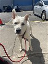 adoptable Dog in chester, NJ named Rocco