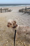 Rusty Poodle
