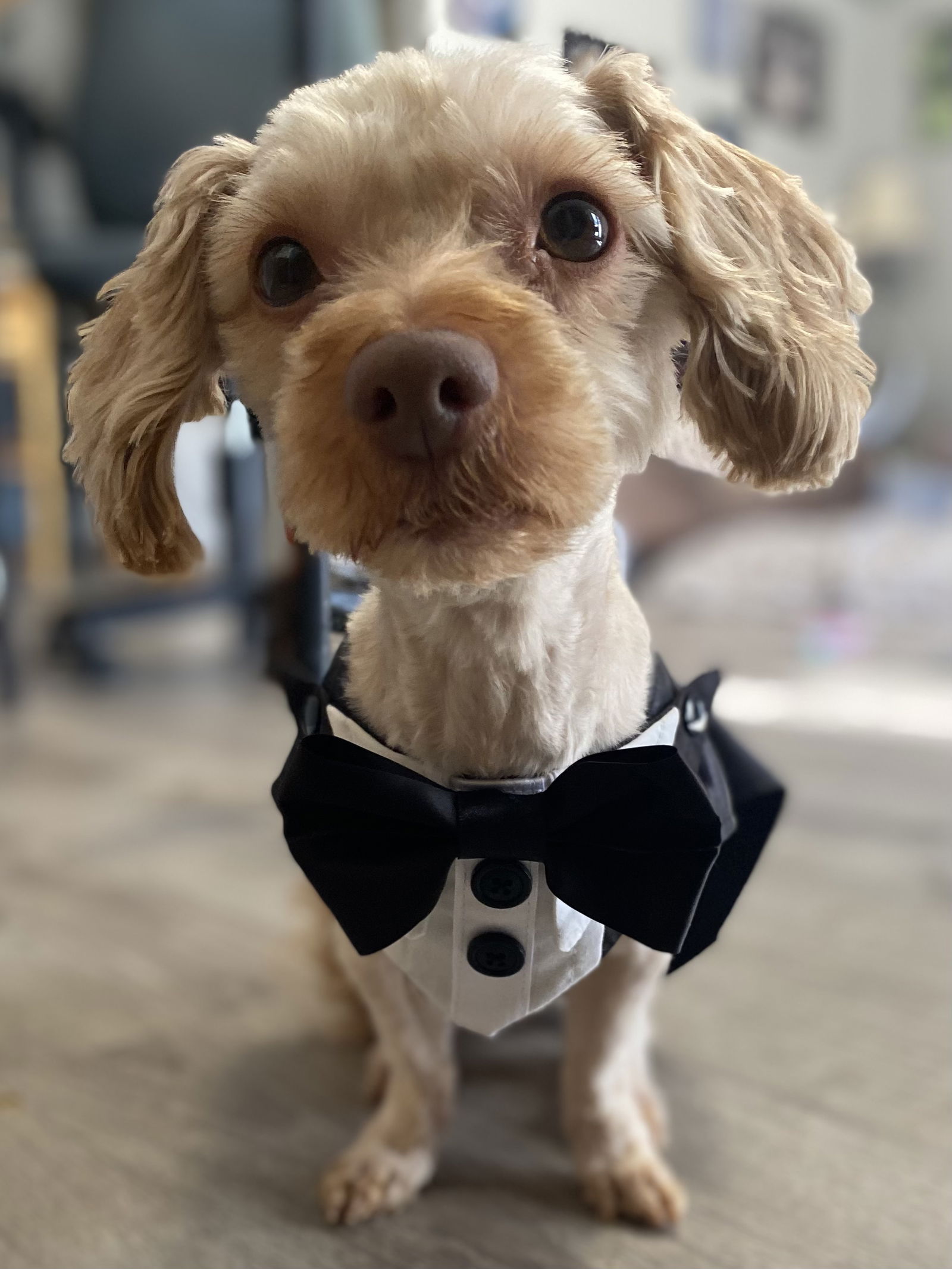 adoptable Dog in Chester, NJ named Rusty Poodle