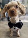 adoptable Dog in chester, NJ named Rusty Poodle