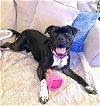adoptable Dog in , NJ named Kyla (Kylo)