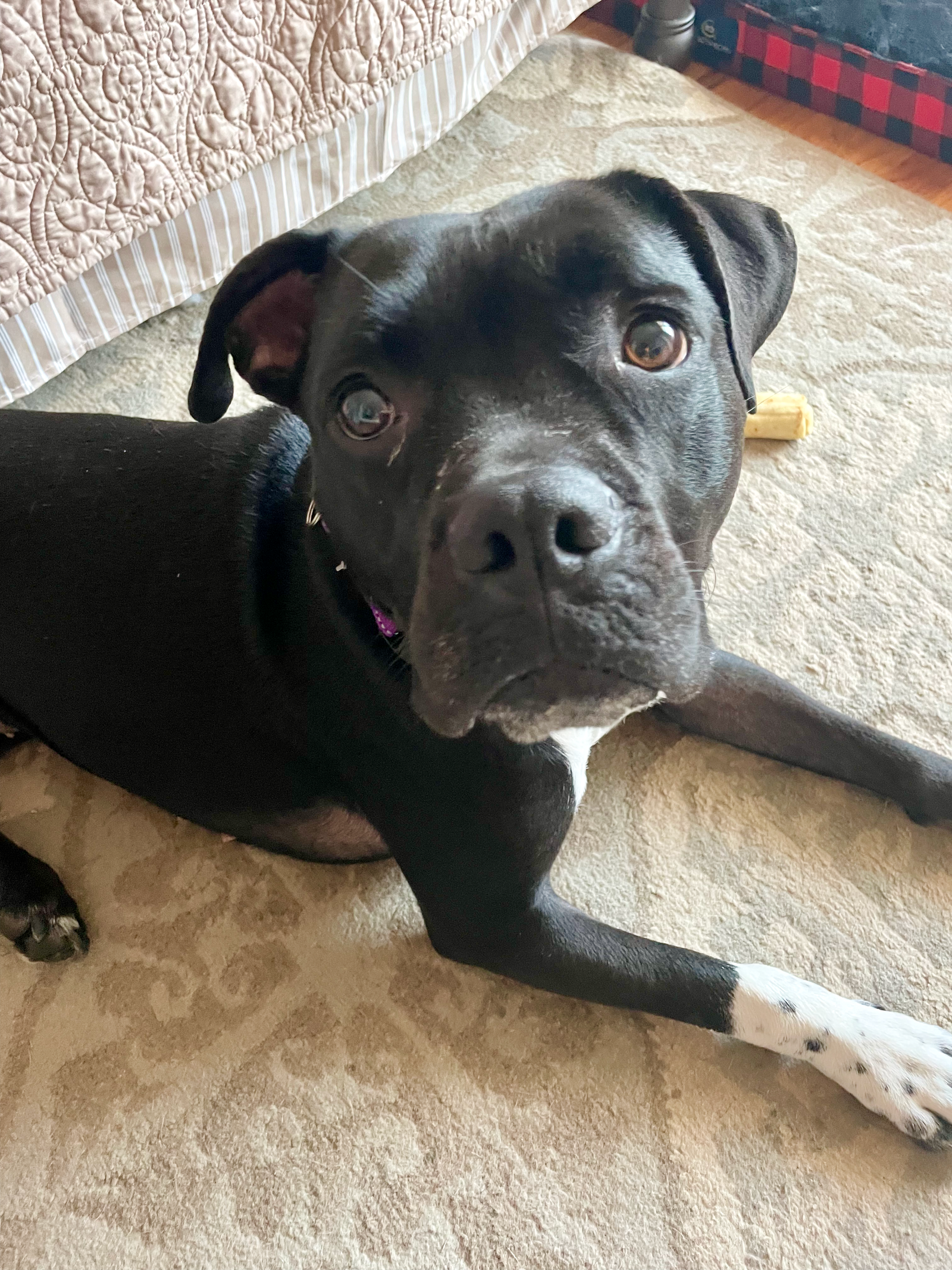 adoptable Dog in Chester, NJ named Kyla (Kylo)