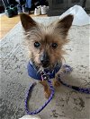 adoptable Dog in chester, NJ named Sparky