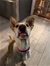 adoptable Dog in chester, NJ named Nikki