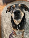 adoptable Dog in chester, NJ named Nash