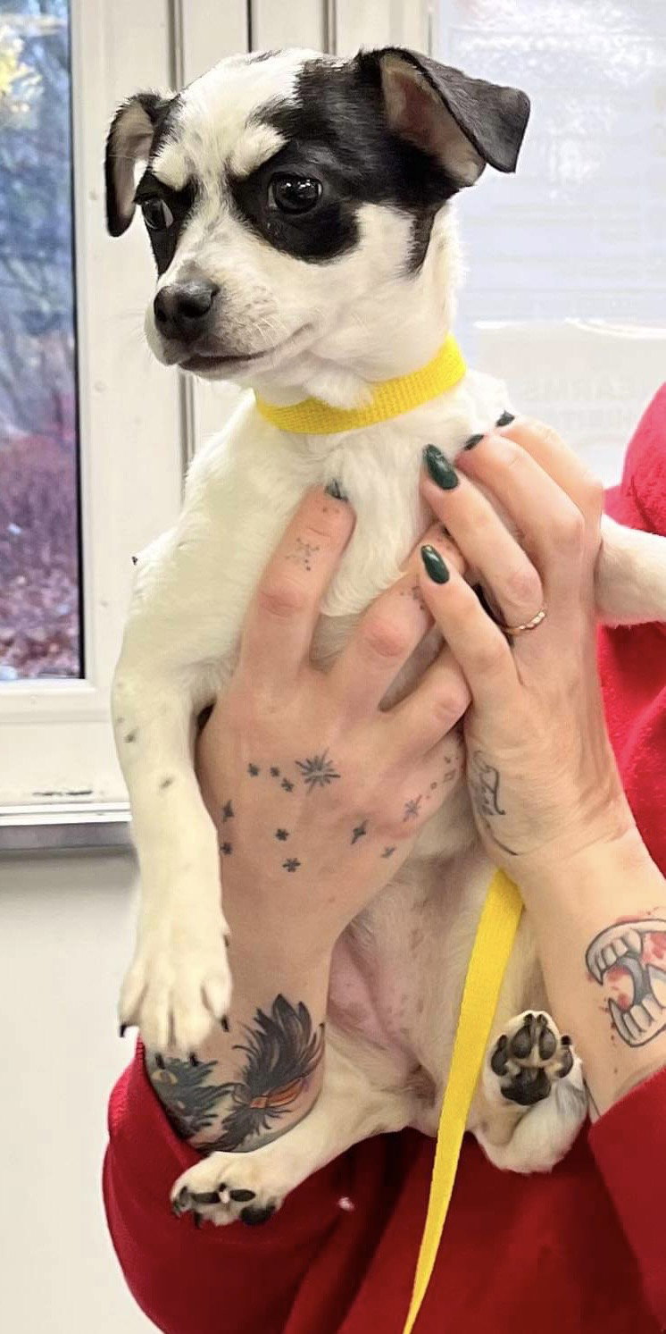Dog for Adoption Phoebe, a Chihuahua in Clifton, NJ Alpha Paw