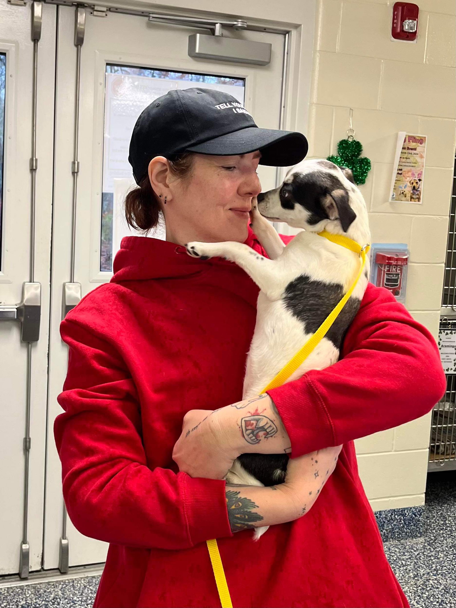 Dog for Adoption Phoebe, a Chihuahua in Clifton, NJ Alpha Paw