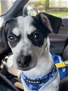 adoptable Dog in chester, NJ named Phoebe