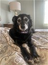 adoptable Dog in chester, NJ named Gypsy