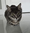 adoptable Cat in , NJ named Bella