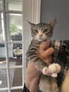 Bonsai(Tabby ) and Mr Wick ( Black ) BONDED PAIR