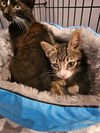 Bonsai(Tabby ) and Mr Wick ( Black ) BONDED PAIR