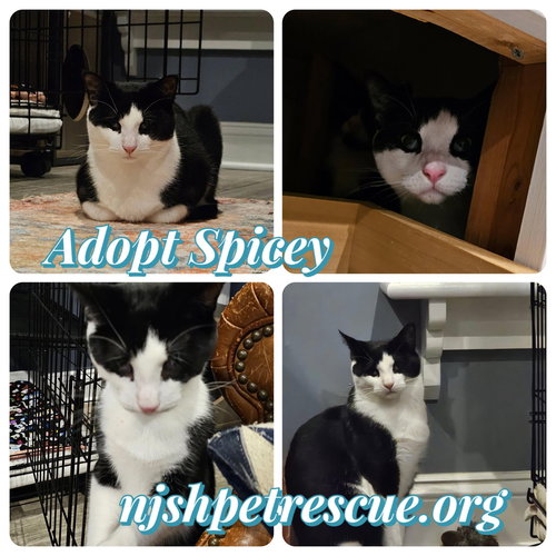 SPICEY - Tuxedo / Domestic Short Hair available for adoption