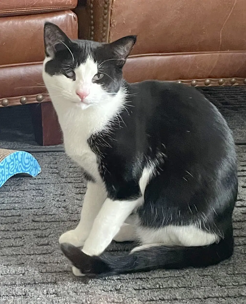 Spicey - Tuxedo