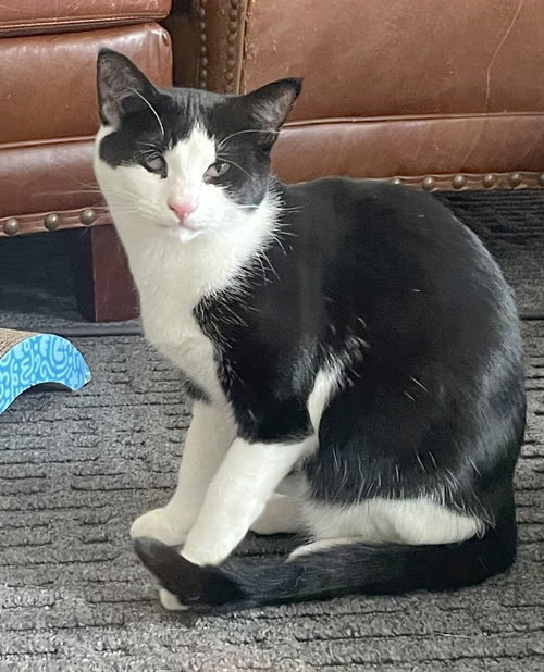 SPICEY - Tuxedo / Domestic Short Hair available for adoption