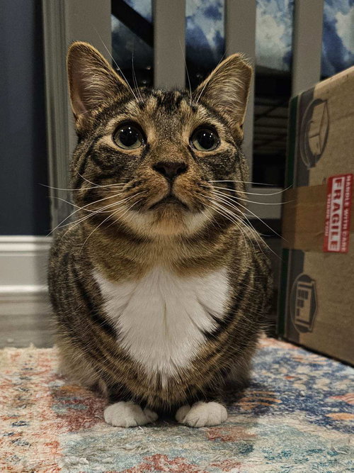 DIXON - Tabby / Domestic Short Hair available for adoption