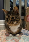 Dixon - Photo 4