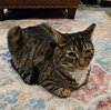 Dixon - Photo 5