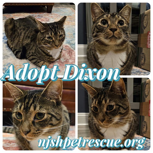 DIXON - Tabby / Domestic Short Hair available for adoption