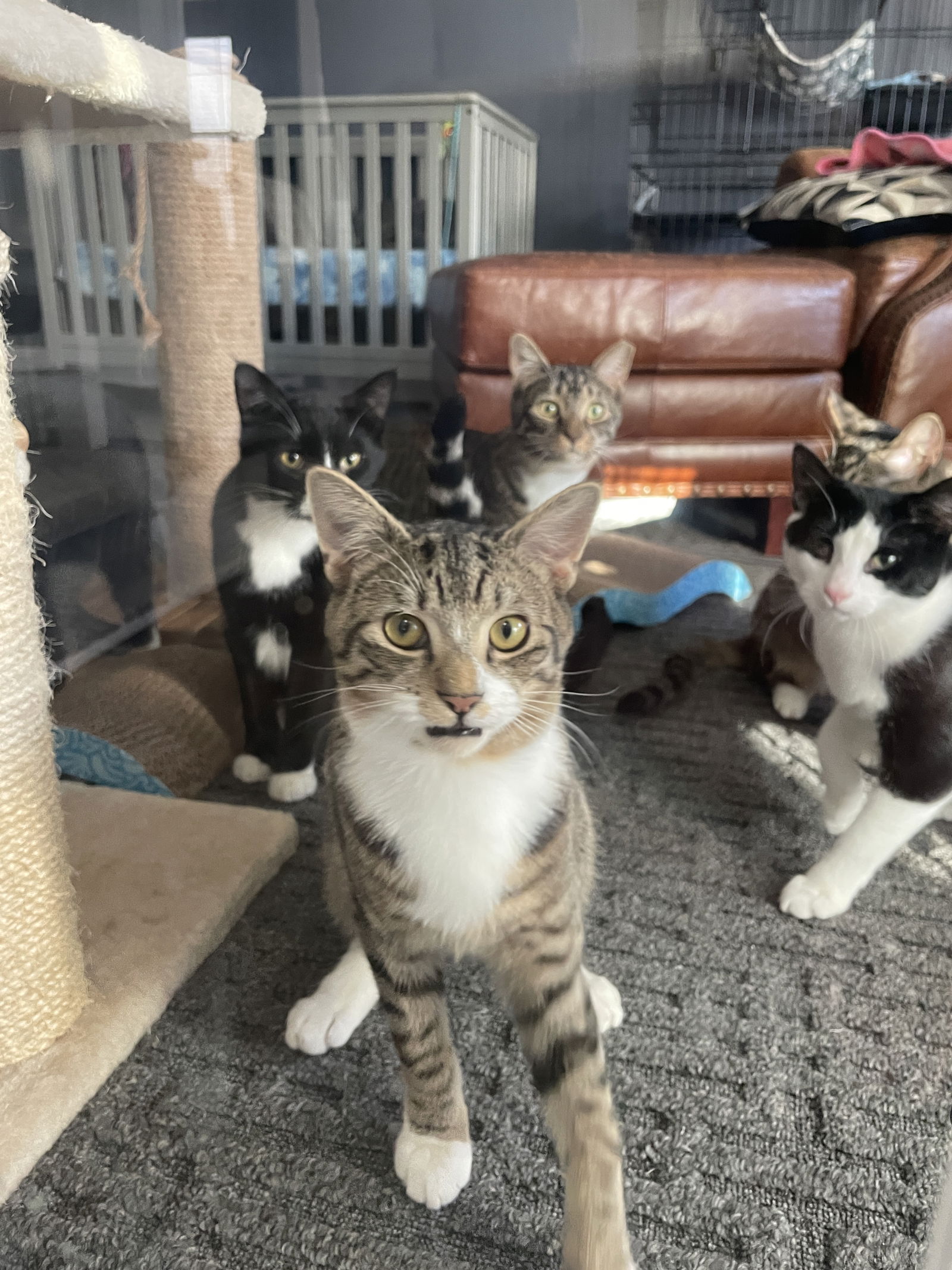 adoptable Cat in Chester, NJ named Baxter